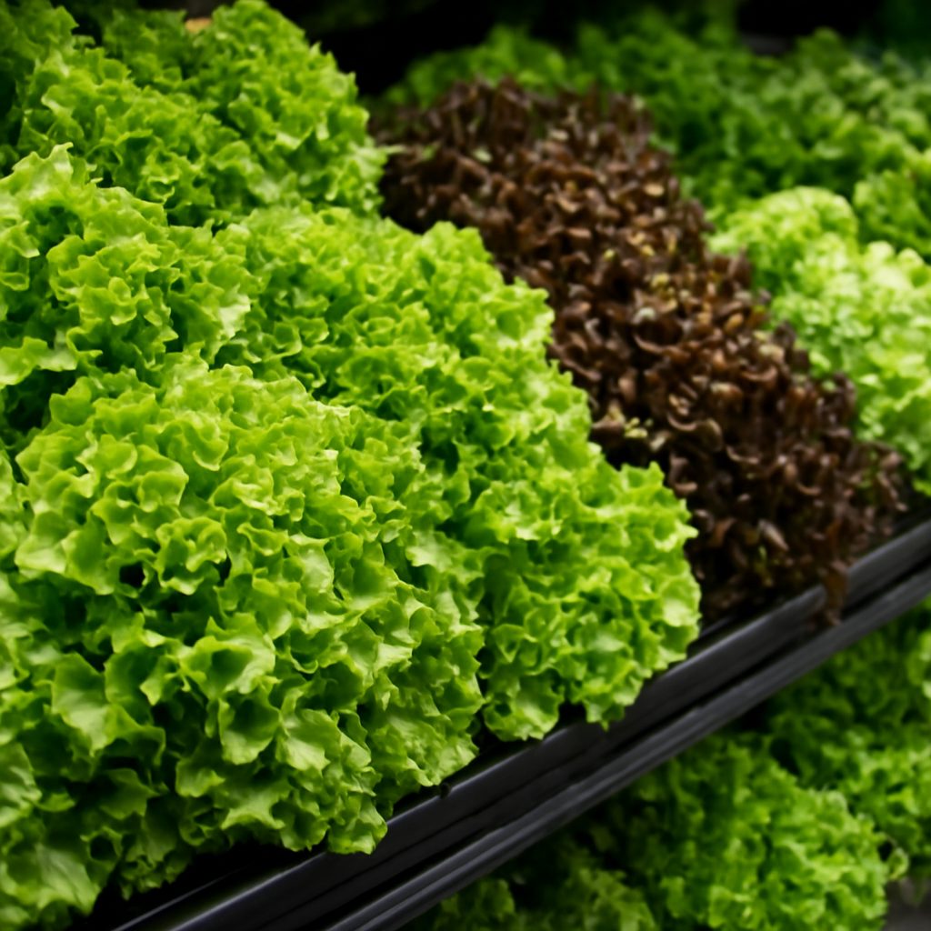 Cyclosporiasis outbreak: Is lettuce safe to eat?